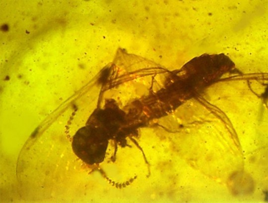 Fossil termite