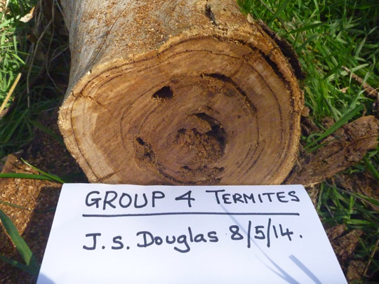08May2014_GROUP 4 Termites log WEB SIZE