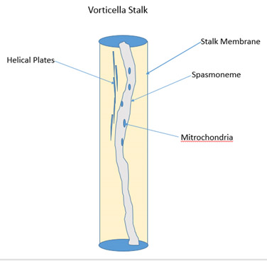 Vorticella stalk diagram